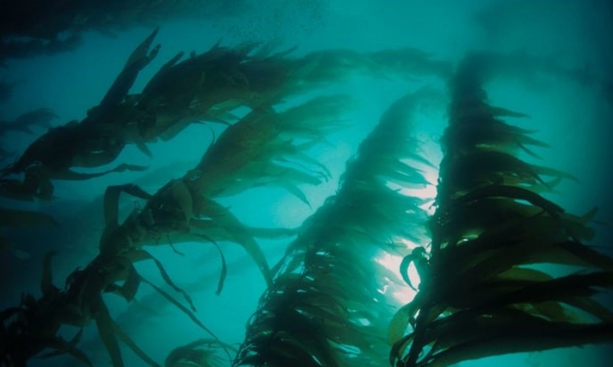 Un Amazonas submarino en Chile: Estudio confirma la capacidad de las algas para capturar carbono