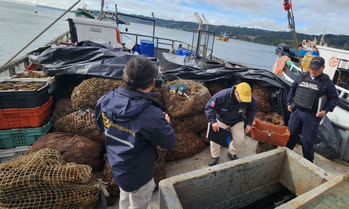 Incautan 7.500 kilos de erizos ilegales en fiscalización en Los Lagos