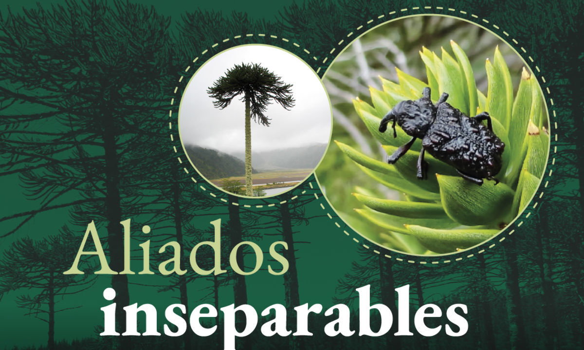 El SAG lanza fichas educativas para promover el cuidado del bosque nativo