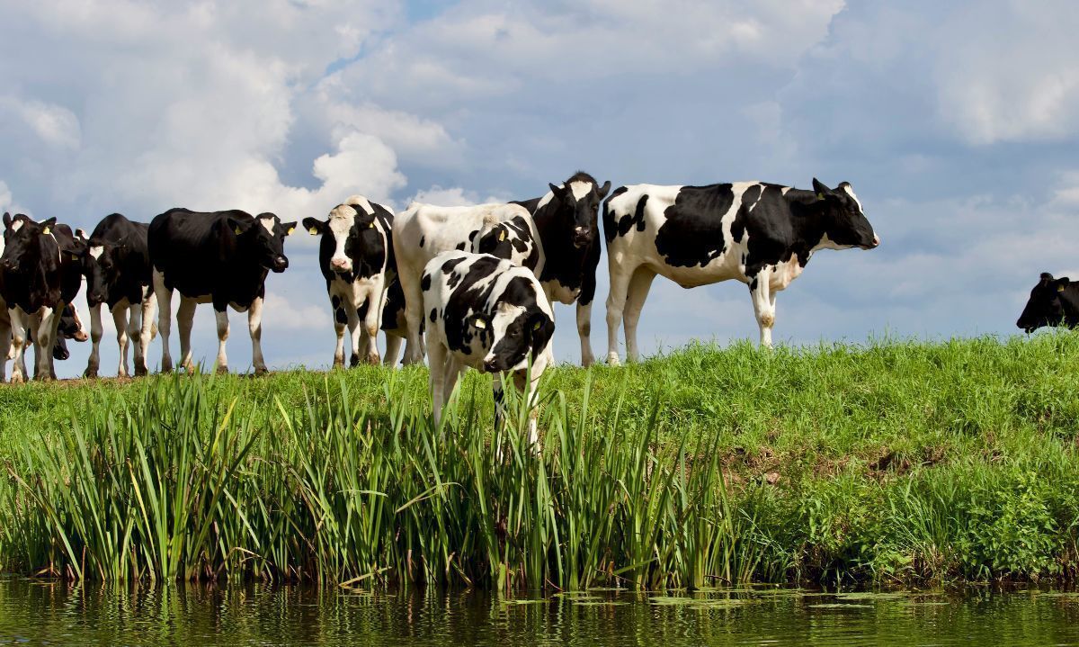Avances y proyecciones del PTI de la Carne Bovina en Los Lagos