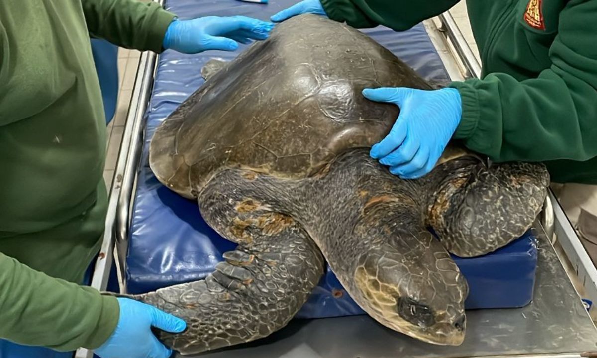 Tortuga rescatada en Chiloé es trasladada a Santiago para su rehabilitación