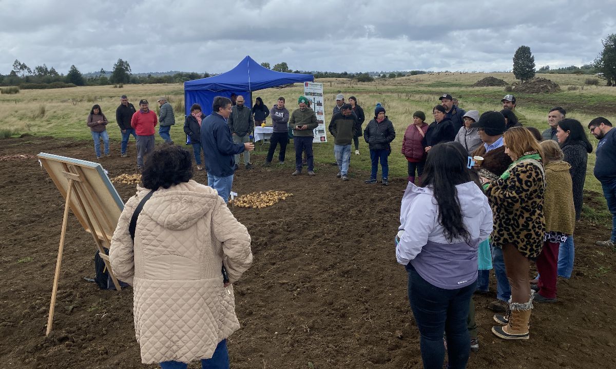 Productores y asesores participaron en jornada técnica de papas en Chiloé
