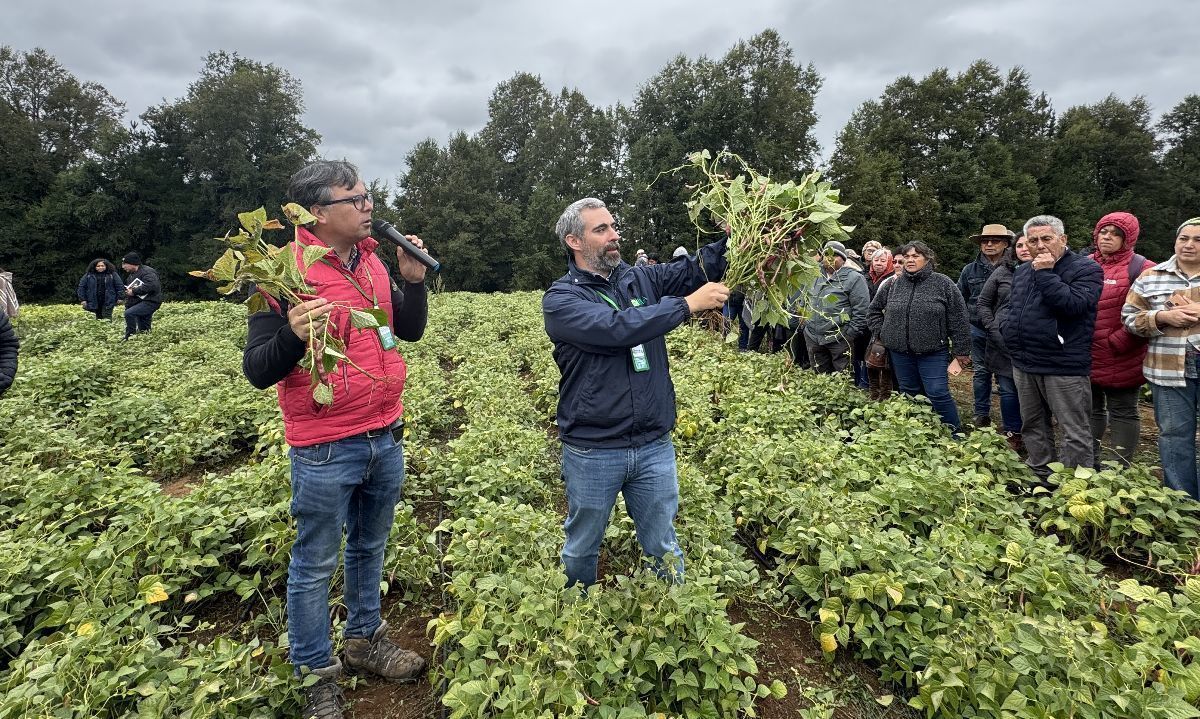 Experto de INIA: “la producción de porotos puede ser una alternativa rentable en la Región de Los Ríos”