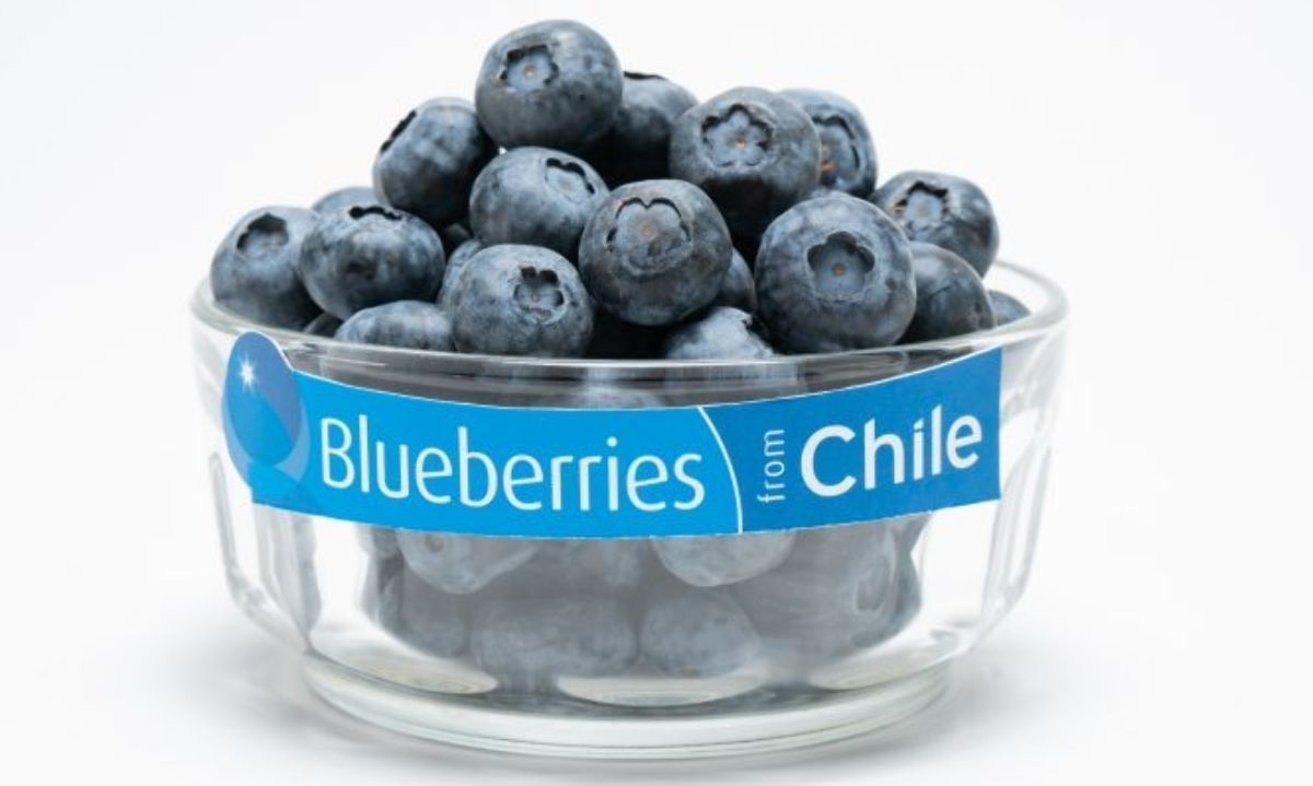 Chile: La logística fue el gran desafío de la temporada de arándanos 2024-2025 
