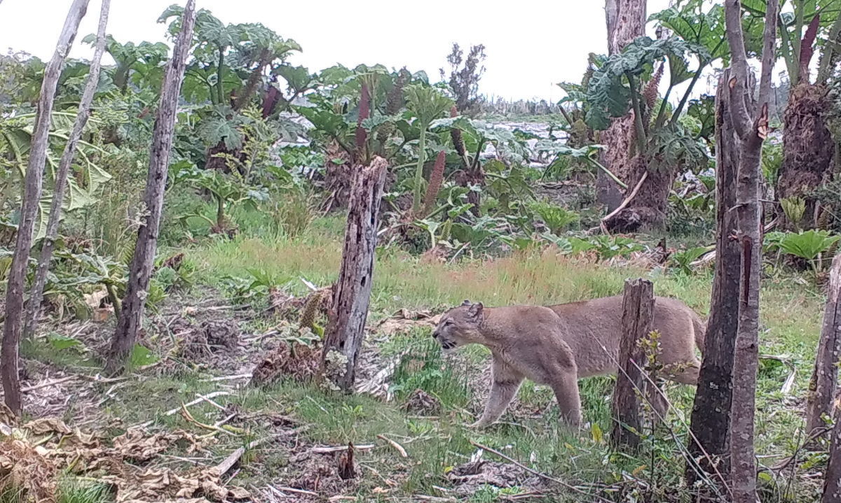 Cámaras trampa revelan fuerte presencia de fauna nativa en el Parque Nacional Pumalín Douglas Tompkins
