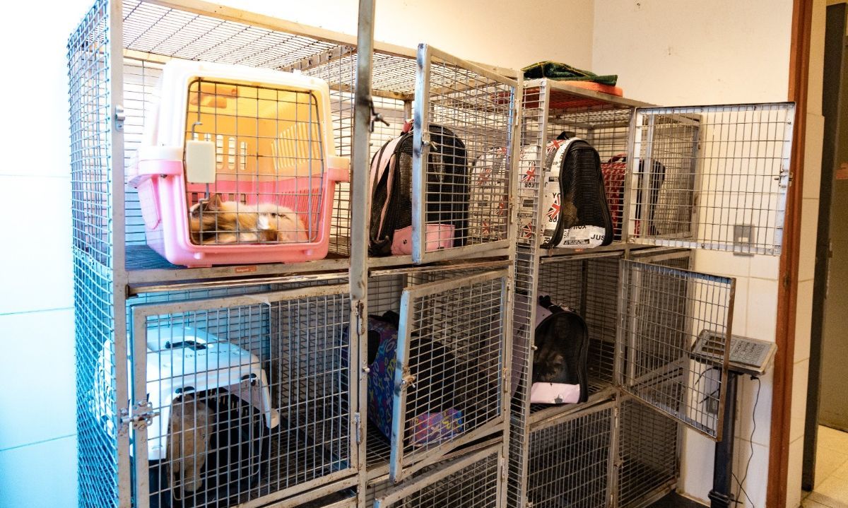 Centro de Esterilización de Mascotas comienza atención en Puerto Montt
