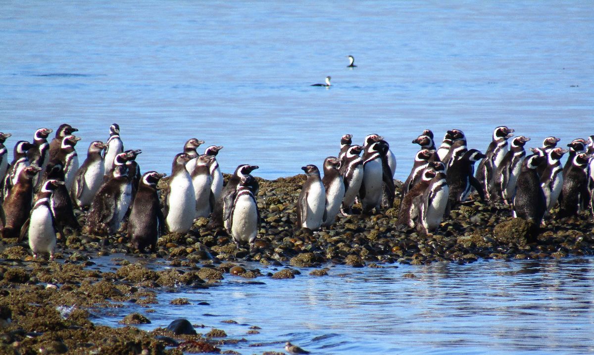 UACh monitorea aves marinas para reforzar la protección del Santuario Isla Kaiküé-Lagartija