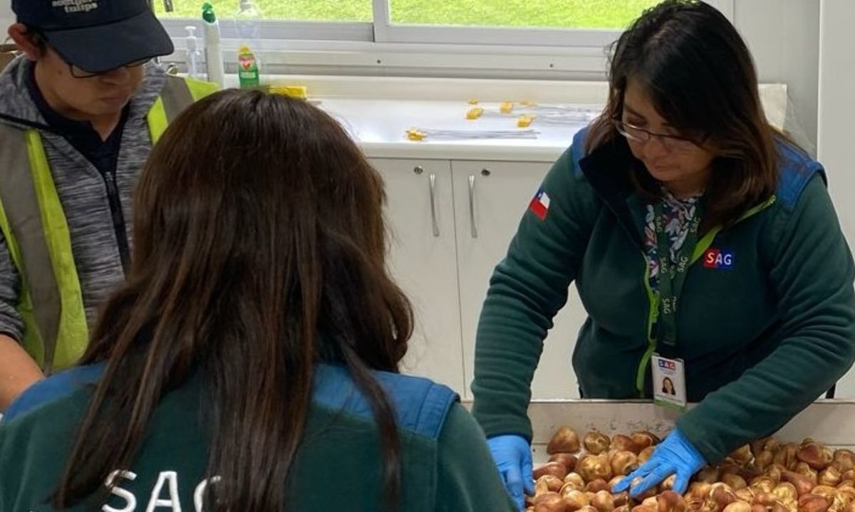 Desde Puyehue: SAG certifica primer envío de bulbos de tulipanes chilenos a Perú