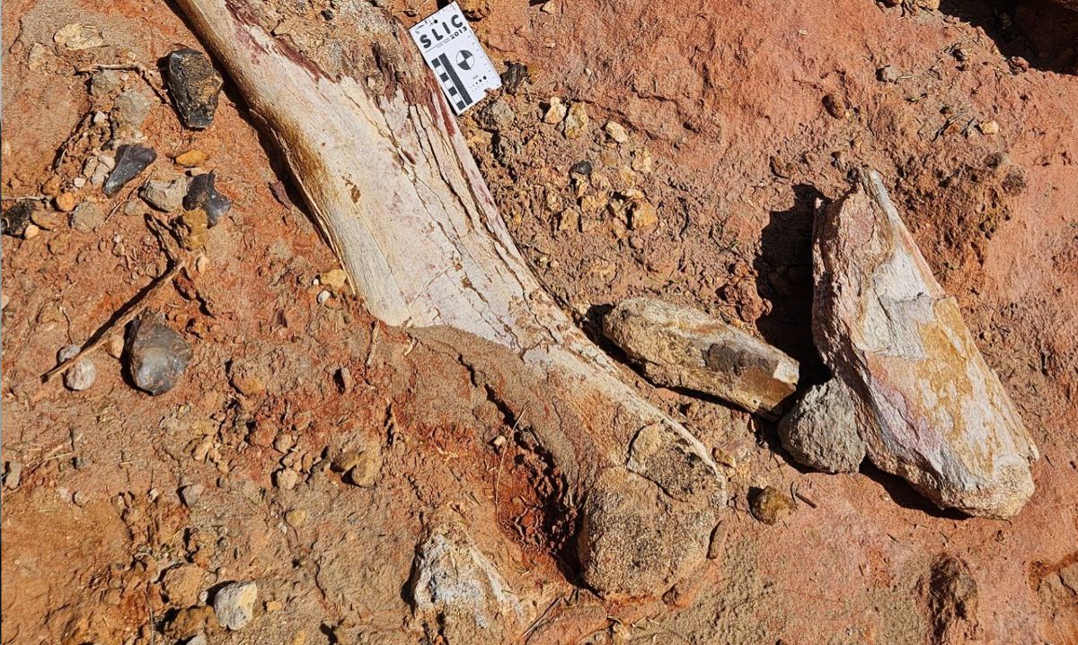 Dinosaurios y tortugas en el desierto: descubren fauna prehistórica en el norte de la Patagonia