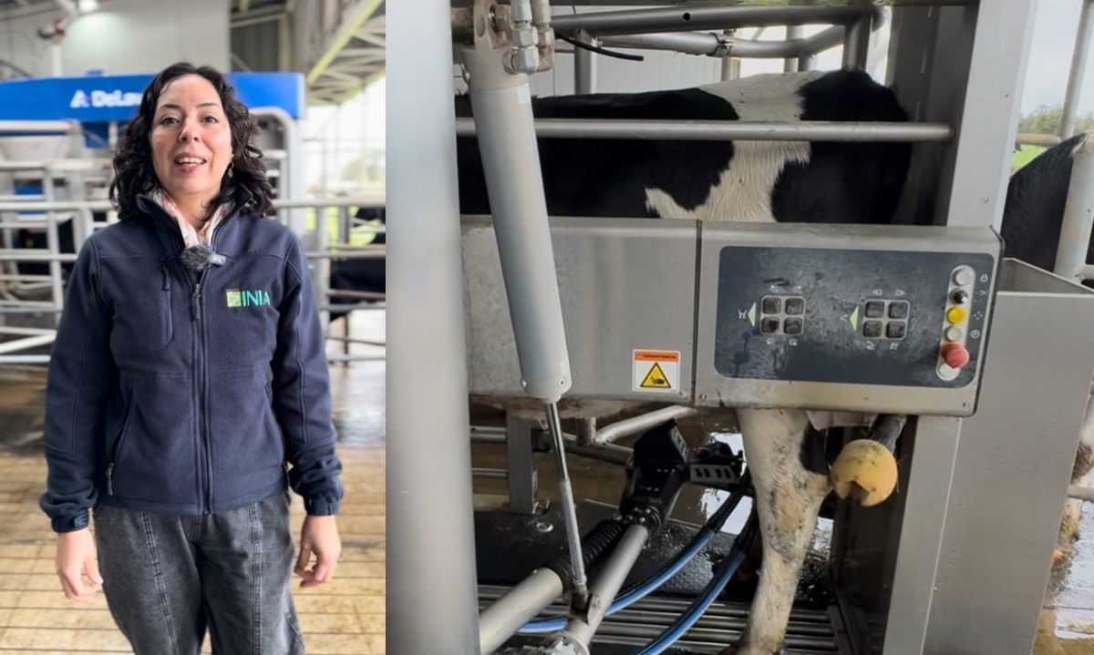 INIA Remehue será una de las sedes del tour técnico de la Cumbre Mundial de la Leche 2025
