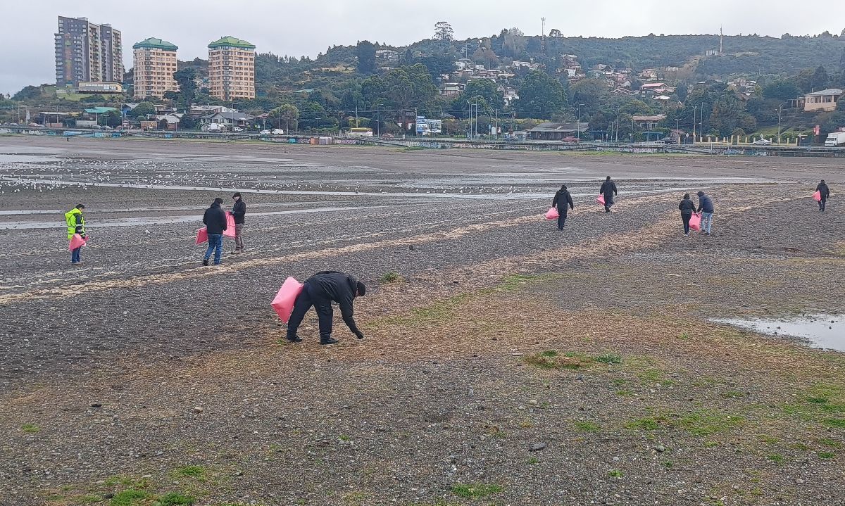 Más de 60 voluntarios participaron en limpieza de playas en Pelluco pese a la lluvia