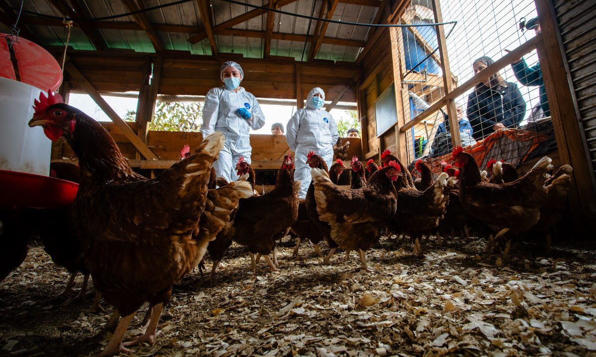 Chile refuerza medidas de bioseguridad para evitar nuevos brotes de influenza aviar