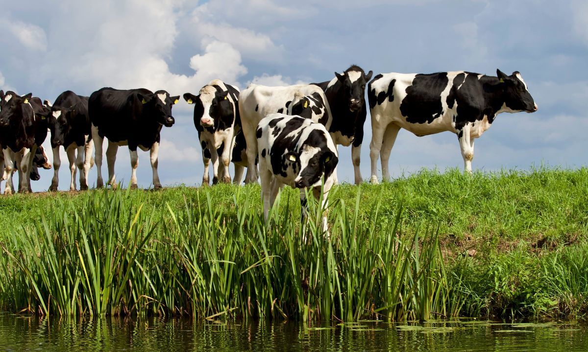 Foto de Matthias Zomer: https://www.pexels.com/es-es/foto/grupo-vaca-blanca-y-negra-422202/