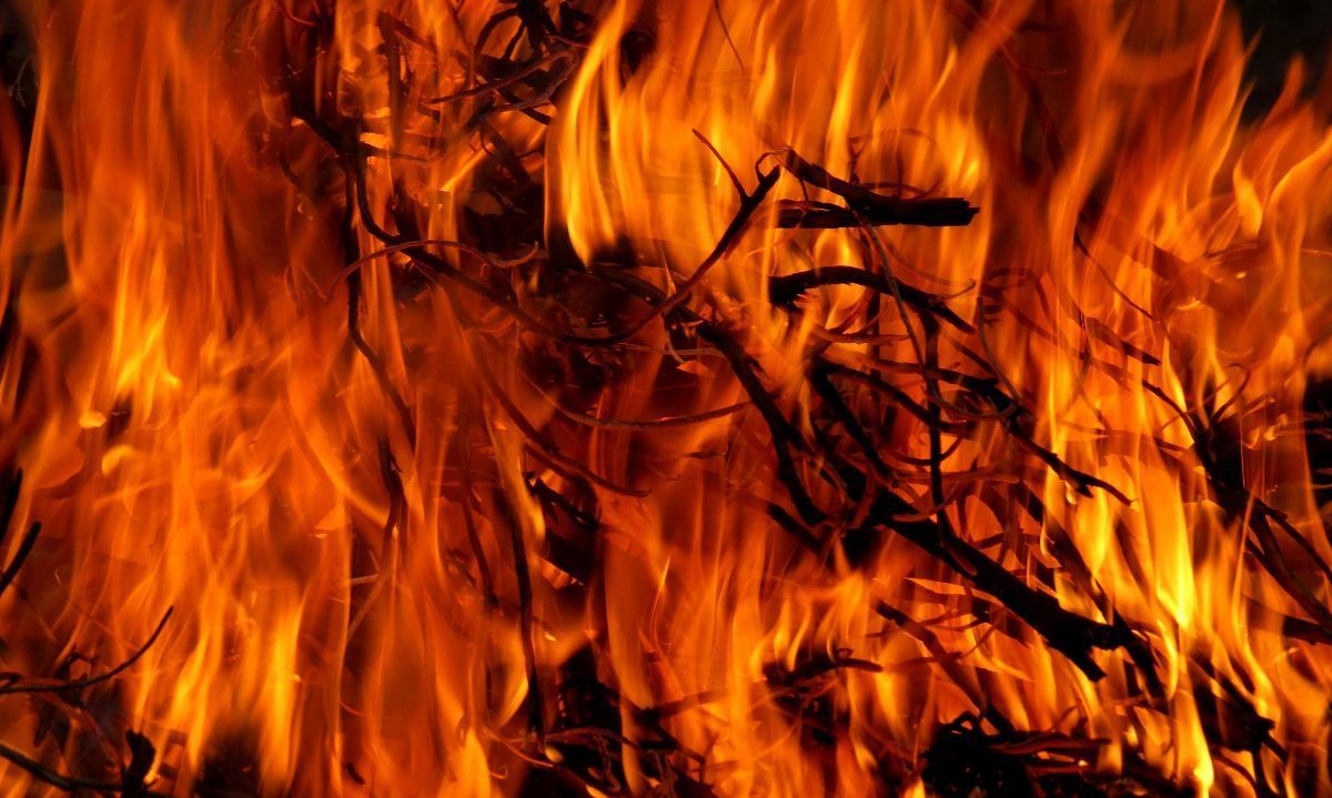 Foto de Pixabay: https://www.pexels.com/es-es/foto/arbol-ardiente-en-lapso-de-tiempo-36851/