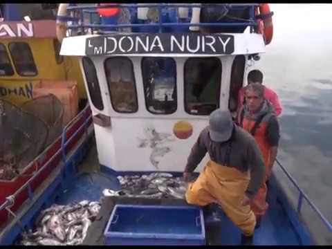 Pescadores artesanales en alerta por reducción de la cuota de captura de la merluza austral