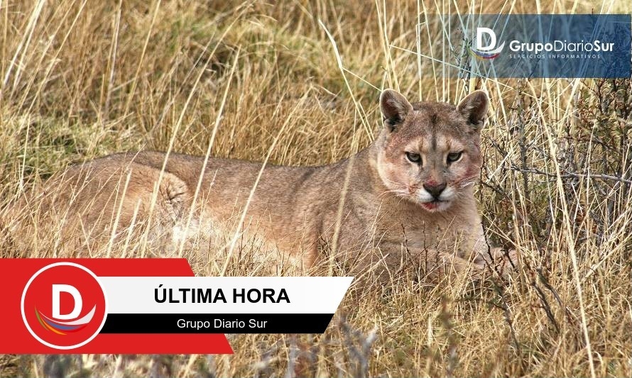 Valdiviana de 28 años murió tras ser atacada por un puma