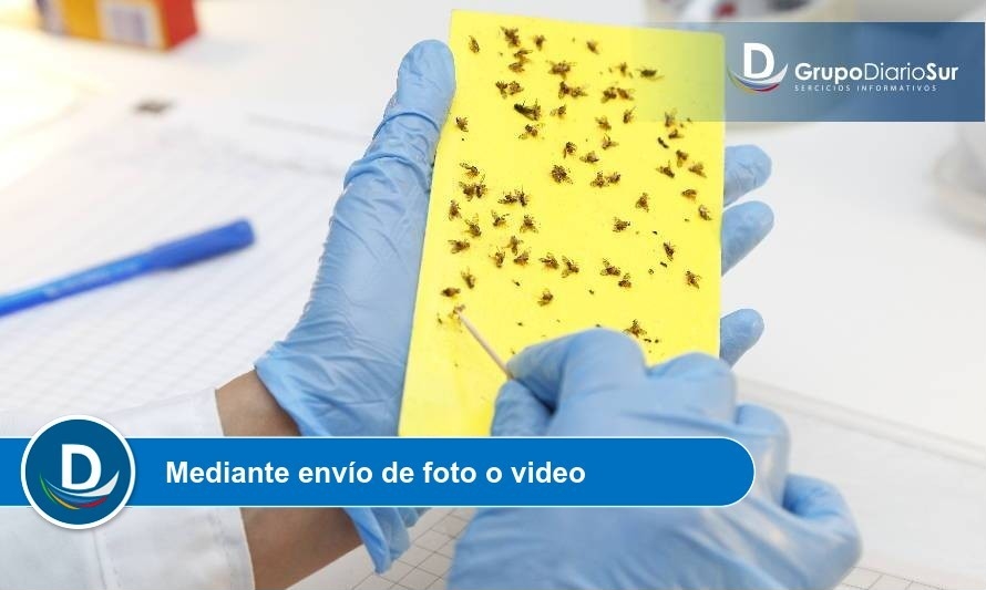 Aplicación gratuita del SAG busca identificar plagas en cultivos