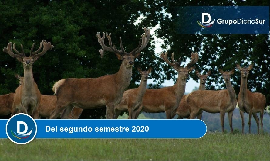 SAG llama a realizar Declaración de Fauna Silvestre 