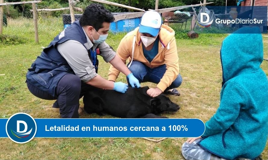 Murciélago con rabia genera vacunación de mascotas en Chamiza