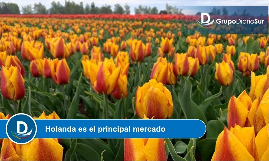 Bulbos de tulipanes: SAG verifica condiciones sanitarias de últimos envíos de la temporada