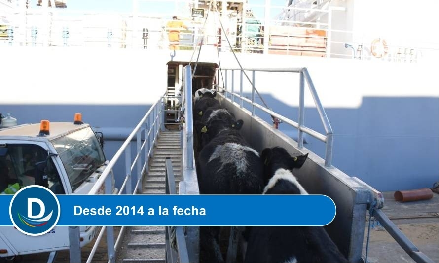 Chile alcanza los 100 mil bovinos en pie exportados
