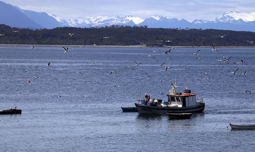 Los Lagos: desembarque pesquero regional cayó un 16,7 % en febrero 