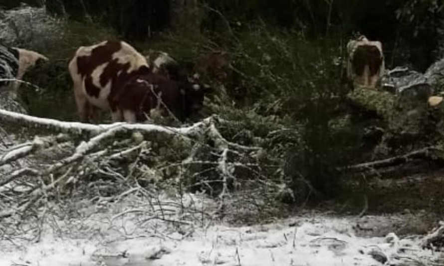 Intensas nevazones causan cortes de electricidad y dejan zonas aisladas en Cochamó