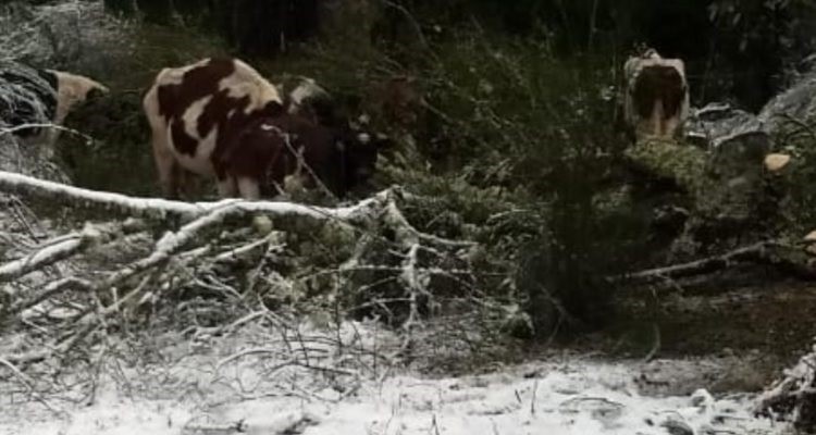 Fuertes nevazones mantiene zona aislada en Cochamó